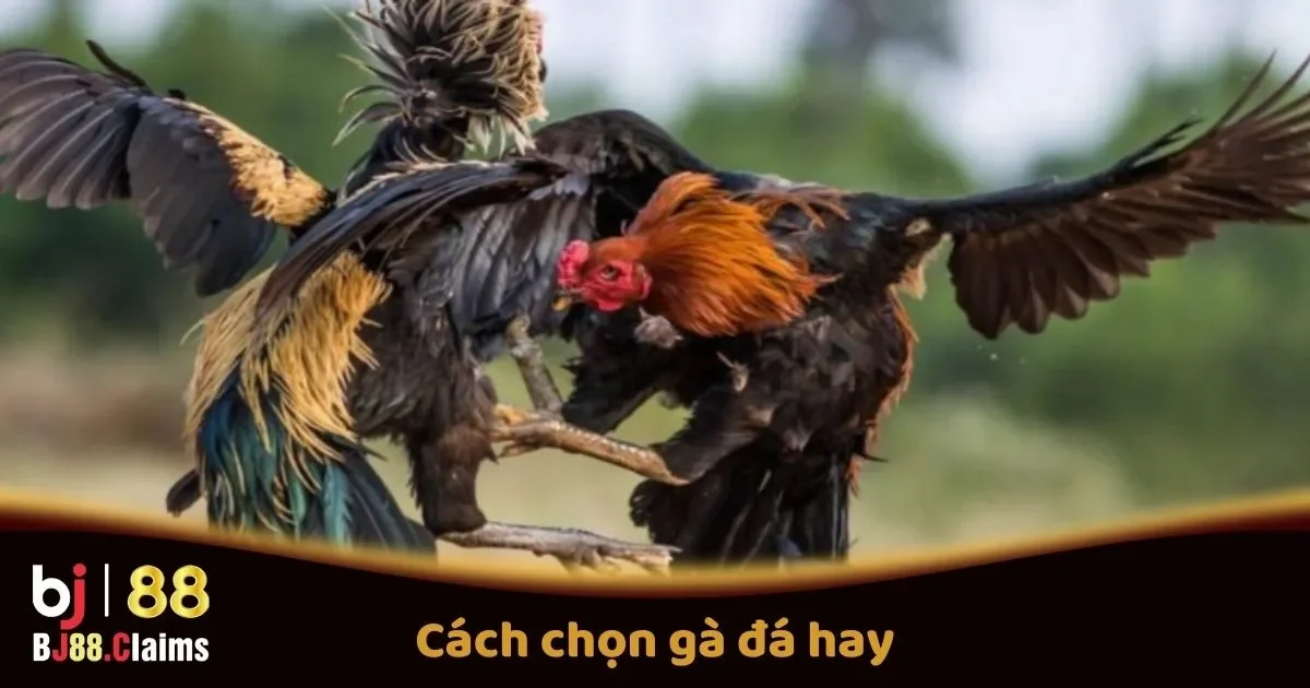 Cách Chọn Gà Đá Hay Tại BJ88 Để Cá Cược Thành Công 2 Cách Chọn Gà Đá Hay Để Cá Cược Thành Công Trên BJ88